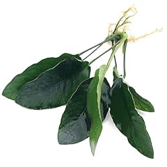 K2aqua anubias barteri for sale  Delivered anywhere in UK