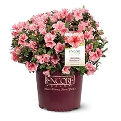 Encore azalea autumn for sale  Delivered anywhere in USA 
