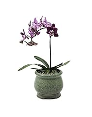 African violet pot for sale  Delivered anywhere in USA 