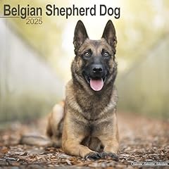 Belgian shepherd dog for sale  Delivered anywhere in USA 