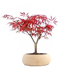 Acero rosso giapponese usato  Spedito ovunque in Italia 