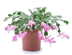 Light pink christmas for sale  Delivered anywhere in USA 