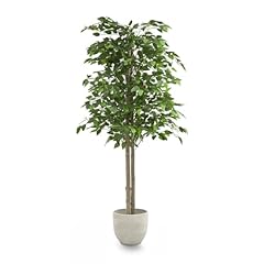 Maia shop ficus gebraucht kaufen  Wird an jeden Ort in Deutschland