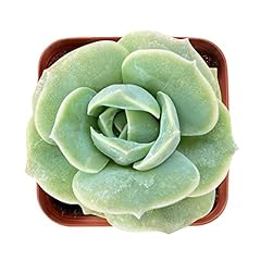 Sprout green graptoveria for sale  Delivered anywhere in USA 