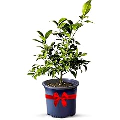 Key lime trees for sale  Delivered anywhere in USA 