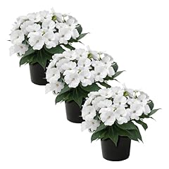 Live flowering sunpatiens for sale  Delivered anywhere in USA 