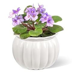 Buymax african violet for sale  Delivered anywhere in USA 