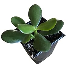 Organic jade plant for sale  Delivered anywhere in USA 