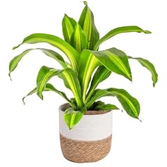 Costa farms dracaena for sale  Delivered anywhere in USA 