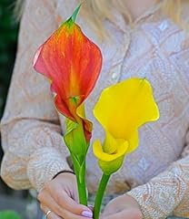 Baldur garten calla gebraucht kaufen  Wird an jeden Ort in Deutschland