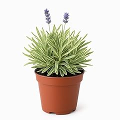 Easy grow english for sale  Delivered anywhere in USA 