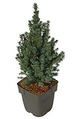 Picea glauca sander gebraucht kaufen  Wird an jeden Ort in Deutschland