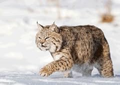 Lenticular postcard bobcat for sale  Delivered anywhere in USA 