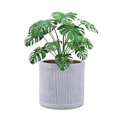 Vossmoon large plant for sale  Delivered anywhere in UK