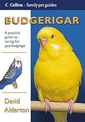 Budgerigar for sale  Delivered anywhere in UK