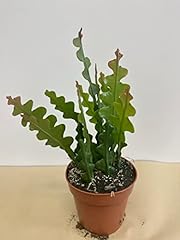 Rare fishbone cactus for sale  Delivered anywhere in USA 