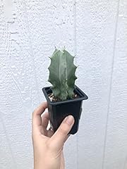 Stenocereus pruinosus gray for sale  Delivered anywhere in USA 