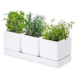 Vine dev herb for sale  Delivered anywhere in USA 