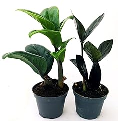 Powers flowers zamioculcas usato  Spedito ovunque in Italia 