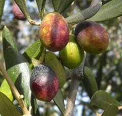 Vivai gardenhome olivo usato  Spedito ovunque in Italia 