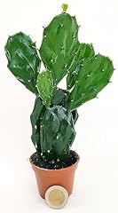 Opuntia indica fico usato  Spedito ovunque in Italia 