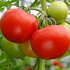 Tomato supermarmande plug for sale  Delivered anywhere in UK