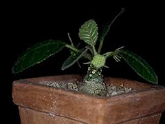 Semi germinazione 20seeds for sale  Delivered anywhere in UK