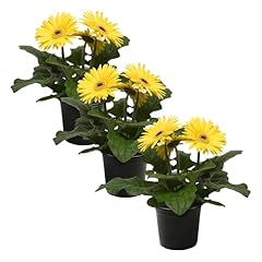Live flowering gerbera for sale  Delivered anywhere in USA 