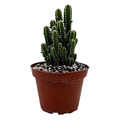 Fairy castle cactus for sale  Delivered anywhere in USA 