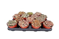 Lithops living stone for sale  Delivered anywhere in UK