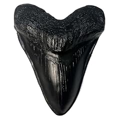 Carcharodon megalodon tooth for sale  Delivered anywhere in USA 