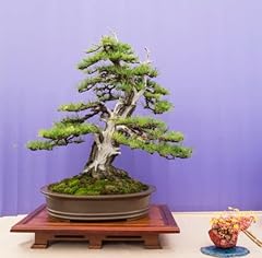 Graines meleze japon d'occasion  Livré partout en Belgiqu