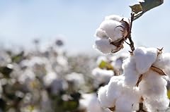 American cotton seeds for sale  Delivered anywhere in USA 