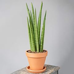 Premium sansevieria cyclindric for sale  Delivered anywhere in UK