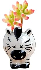 Ruoxian cute animal for sale  Delivered anywhere in USA 