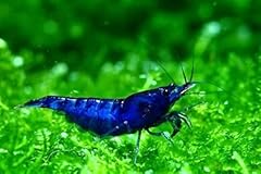 Yashkun blue dream for sale  Delivered anywhere in USA 