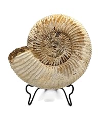 Large fossil ammonite for sale  Delivered anywhere in USA 