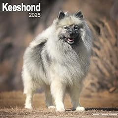 Keeshond 2025 square for sale  Delivered anywhere in UK