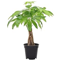 Money tree live for sale  Delivered anywhere in USA 