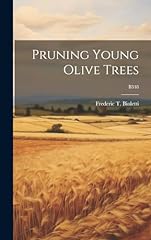 Pruning young olive usato  Spedito ovunque in Italia 