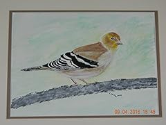 Female goldfinch bird for sale  Delivered anywhere in USA 