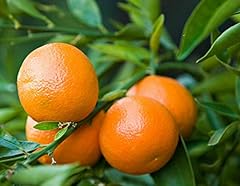 Mandarino clementino citrus usato  Spedito ovunque in Italia 