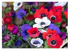 20x anemone caen for sale  Delivered anywhere in UK