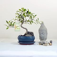 Easy plants ficus usato  Spedito ovunque in Italia 