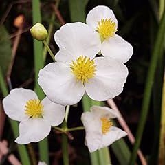 Broadleaf arrowhead seeds for sale  Delivered anywhere in USA 