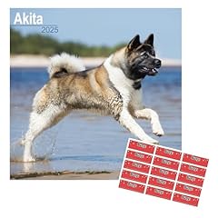 Akita calendar 2025 for sale  Delivered anywhere in UK