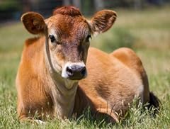 Conversationprints jersey cow for sale  Delivered anywhere in USA 