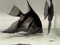 Freshwater angelfish live for sale  Delivered anywhere in USA 