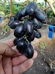 Table grape purple for sale  Delivered anywhere in UK