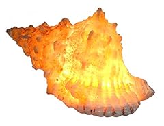 Hawaii conch shell for sale  Delivered anywhere in USA 